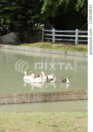 Grey and White Duck 118438632