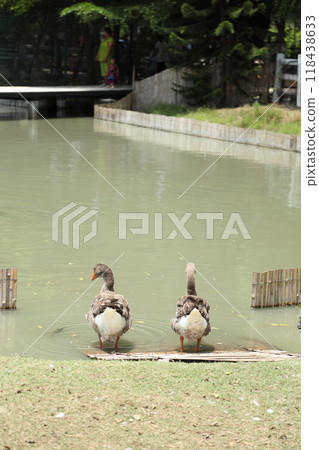 Grey and White Duck 118438633
