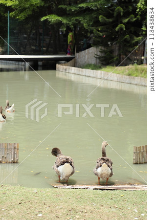 Grey and White Duck 118438634