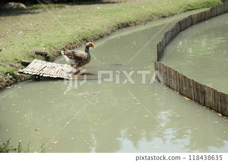 Grey and White Duck 118438635