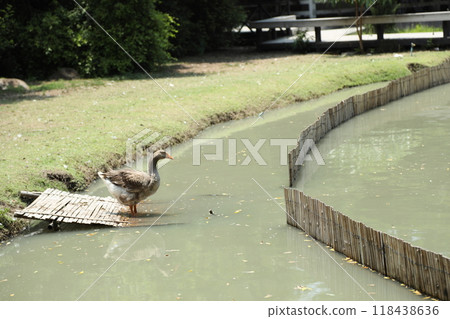 Grey and White Duck 118438636
