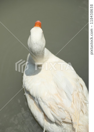 Grey and White Duck 118438638