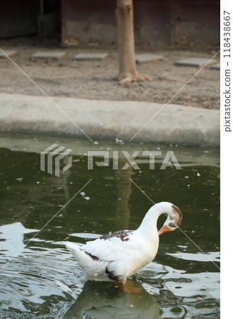 Goose at Pool Goose at Pool 118438667
