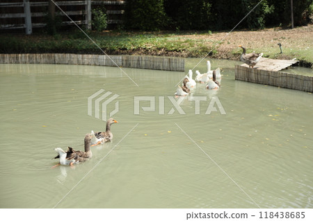 Grey and White Duck 118438685