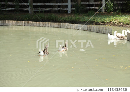 Grey and White Duck 118438686