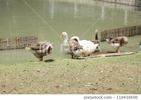 Grey and White Duck 118438690
