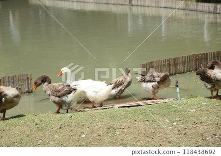 Grey and White Duck 118438692