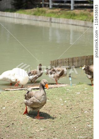 Grey and White Duck Grey and White Duck 118438693