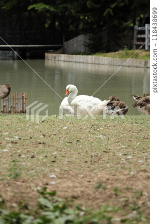 Grey and White Duck 118438699