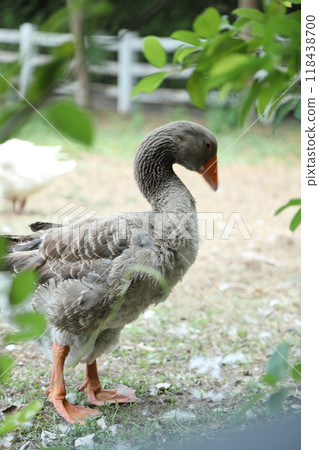 Grey and White Duck 118438700