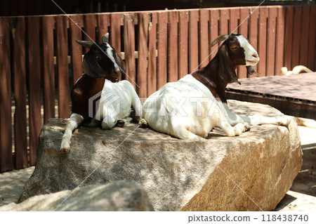 Farm Animal Life Farm Animal Life 118438740
