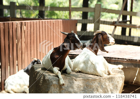 Farm Animal Life Farm Animal Life 118438741