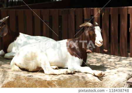 Farm Animal Life Farm Animal Life 118438748