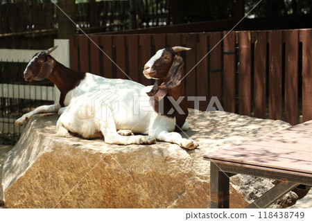 Farm Animal Life Farm Animal Life 118438749