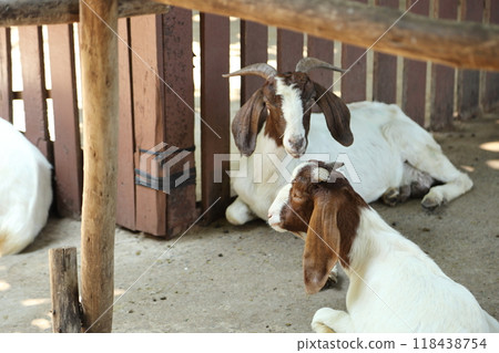 Farm Animal Life 118438754