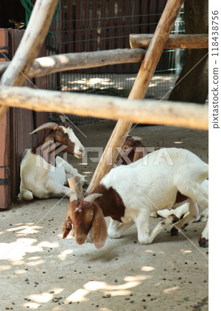 Farm Animal Life 118438756