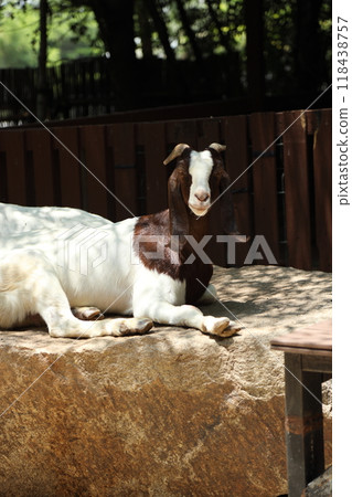 Farm Animal Life Farm Animal Life 118438757