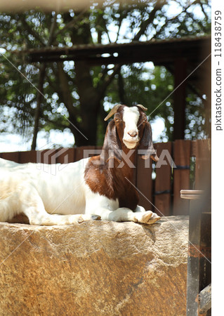 Farm Animal Life Farm Animal Life 118438759