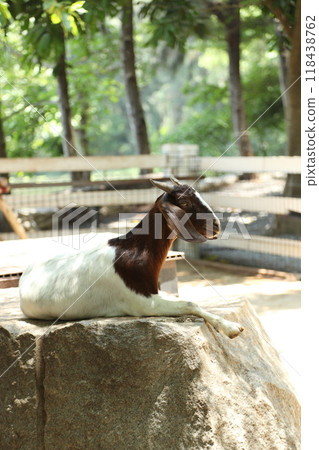 Farm Animal Life Farm Animal Life 118438762