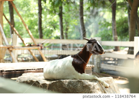Farm Animal Life Farm Animal Life 118438764