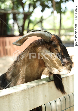 Farm Animal Life 118438775