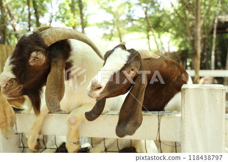 Farm Animal Life Farm Animal Life 118438797