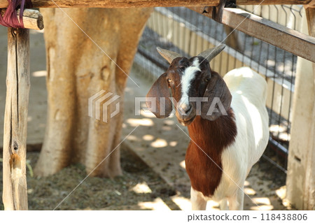 Farm Animal Life 118438806