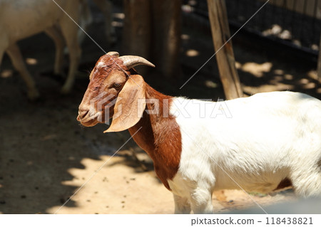 Farm Animal Life Farm Animal Life 118438821