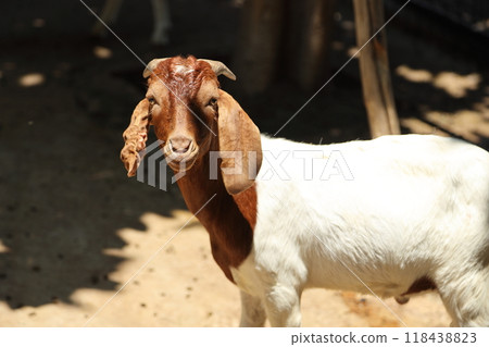 Farm Animal Life 118438823