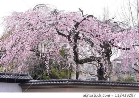 盛開的垂枝櫻花,有棲川宮故居 盛開的垂枝櫻花,有棲川宮故居 118439297