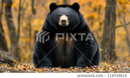 一隻圓滾滾的胖熊 118439610