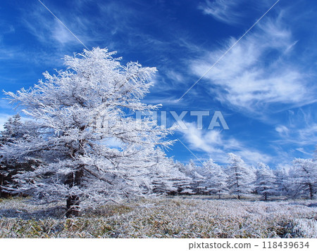Hoarfrost on the larch trees of the Northern Yatsugatake Mountains 118439634