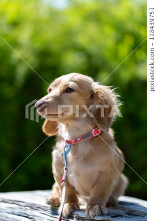 臘腸犬在公園散步 臘腸犬在公園散步 118439751