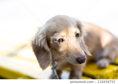 Dachshund to take a walk in the park Dachshund to take a walk in the park 118439755
