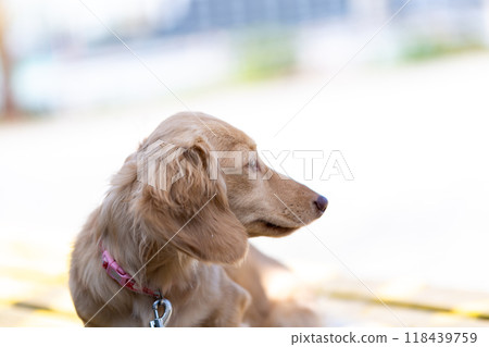 Dachshund to take a walk in the park Dachshund to take a walk in the park 118439759