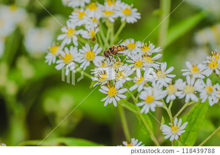 條紋蒼蠅和戈馬納花 118439788