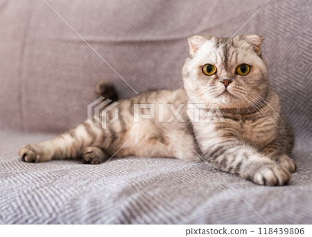 Gray scottish fold posing on gray couch Gray scottish fold posing on gray couch 118439806