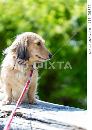 Dachshund to take a walk in the park Dachshund to take a walk in the park 118439823