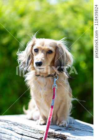 臘腸犬在公園散步 臘腸犬在公園散步 118439824