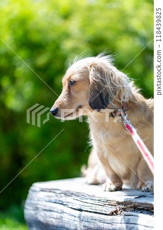 臘腸犬在公園散步 118439825