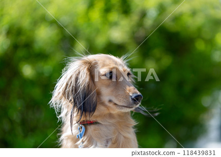 Dachshund to take a walk in the park Dachshund to take a walk in the park 118439831