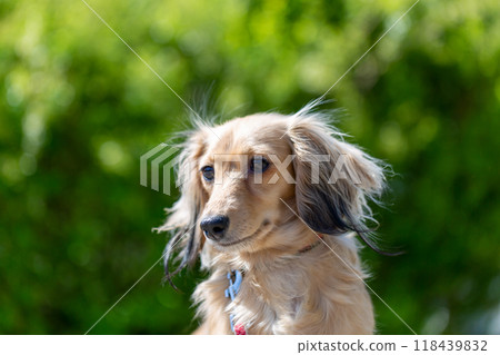 Dachshund to take a walk in the park Dachshund to take a walk in the park 118439832