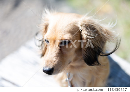 臘腸犬在公園散步 臘腸犬在公園散步 118439837
