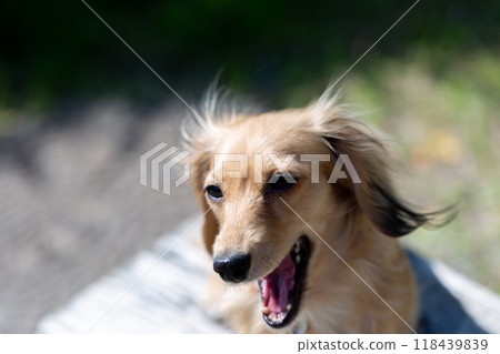 Dachshund to take a walk in the park Dachshund to take a walk in the park 118439839