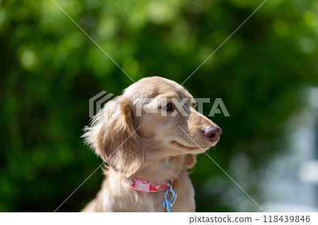 Dachshund to take a walk in the park 118439846