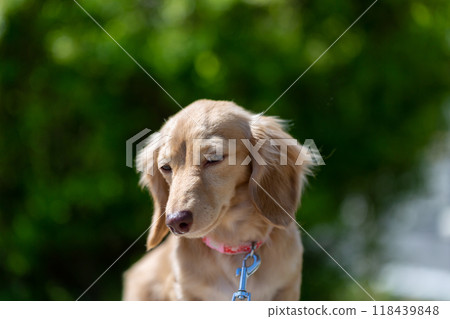 Dachshund to take a walk in the park 118439848