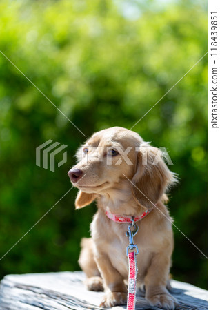 Dachshund to take a walk in the park Dachshund to take a walk in the park 118439851