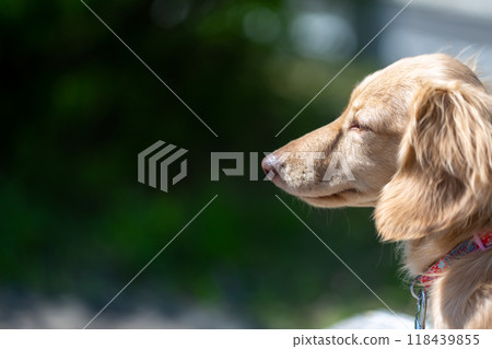 Dachshund to take a walk in the park 118439855