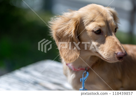Dachshund to take a walk in the park Dachshund to take a walk in the park 118439857