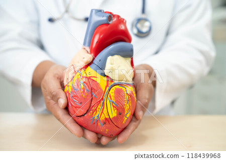 Cardiovascular disease CVD, Asian doctor holding human anatomy model for learn and treat heart disease. 118439968